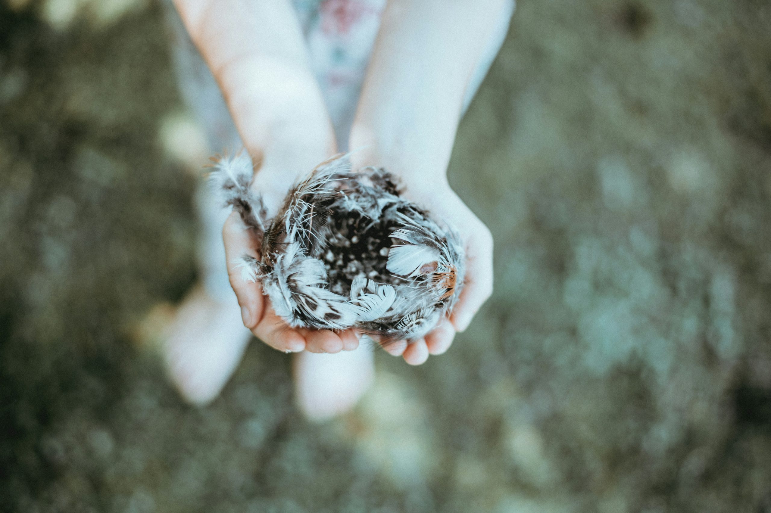 A child's hands cradling a bird's nest found outdoors